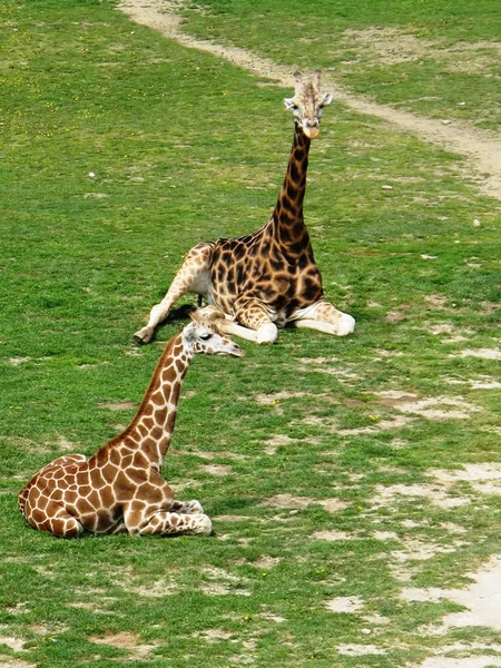 Giraffen Rechtenvrije Stockafbeeldingen