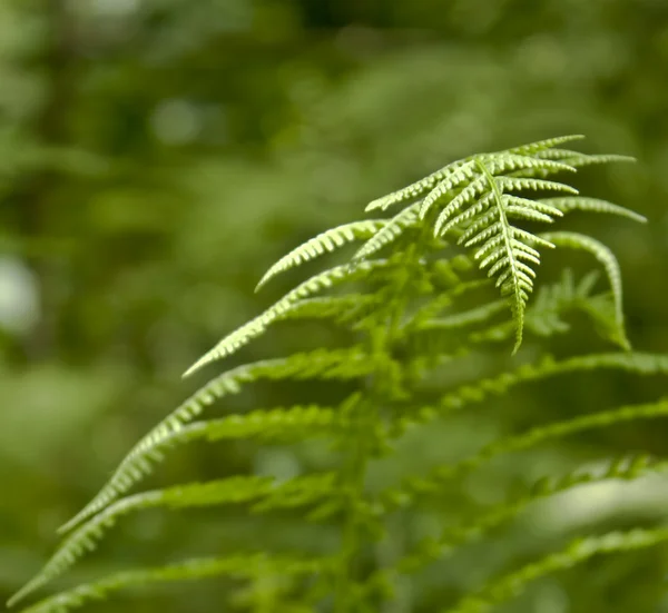 Stock image The fern