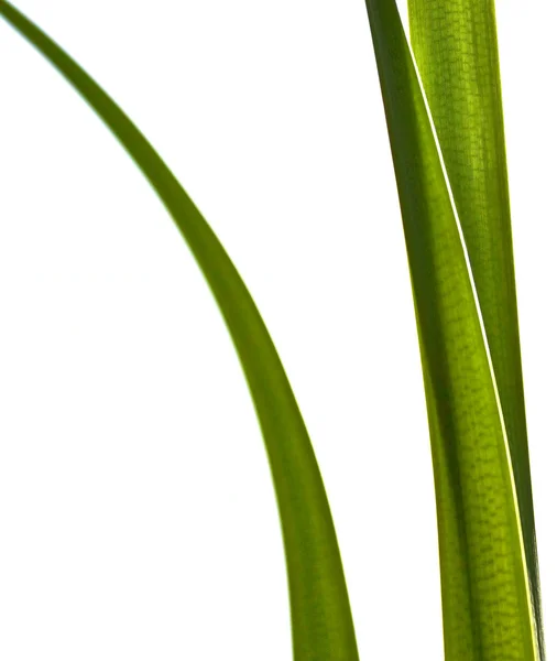 Reed yaprakları — Stok fotoğraf