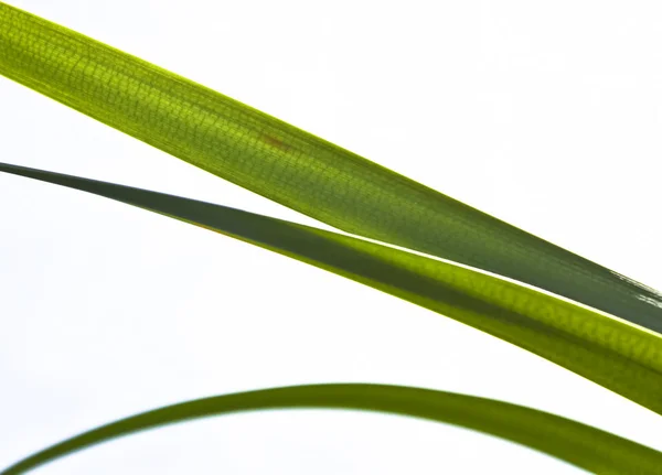 Reed leaves — Stock Photo, Image