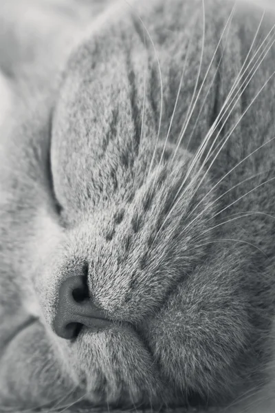 Uyuyan kedi
