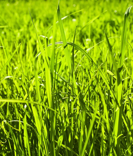 Summer grass Royalty Free Stock Photos
