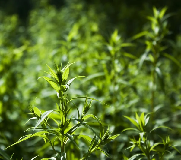 stock image Green grass