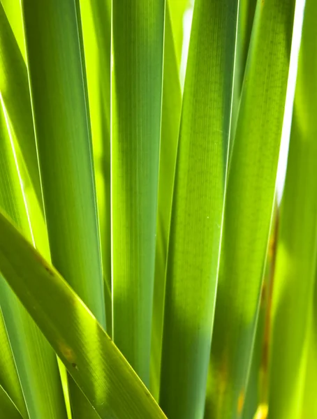 stock image Reed leaves3