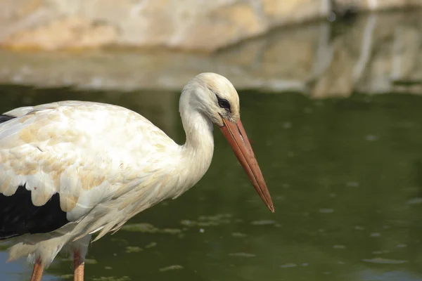 stock image A stork in a pond