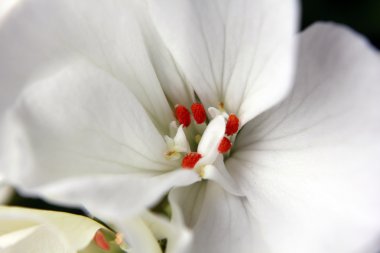 Kırmızı pistils ile beyaz çiçek