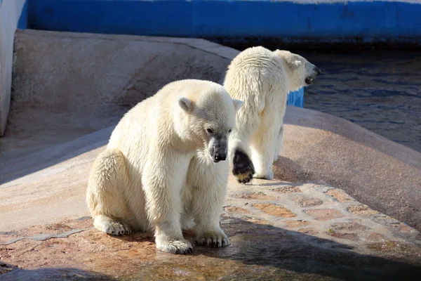 在动物园里的两个北极熊 图库图片
