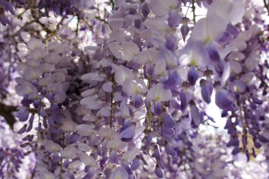 Wisteria çiçekler