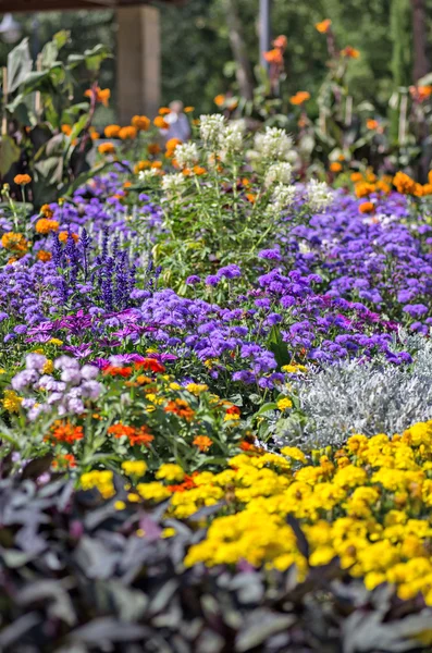 stock image A colorful flowerbed in a park