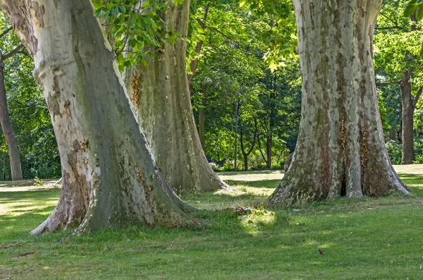 Three old trees in a park — Stock Photo, Image