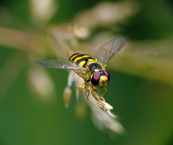 stock image Wasp in the meadow