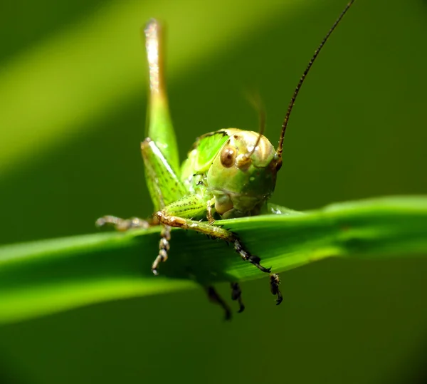 풀밭에서 메뚜기 — 스톡 사진