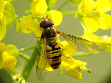 Wasp çayırda