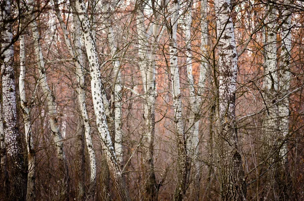 Белый лес — стоковое фото