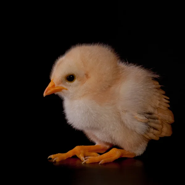 Baby kuře — Stock fotografie