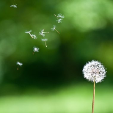 Blown dandelion clipart