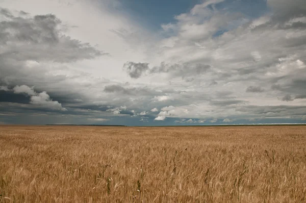 Campo di grano e nuvole — Foto Stock