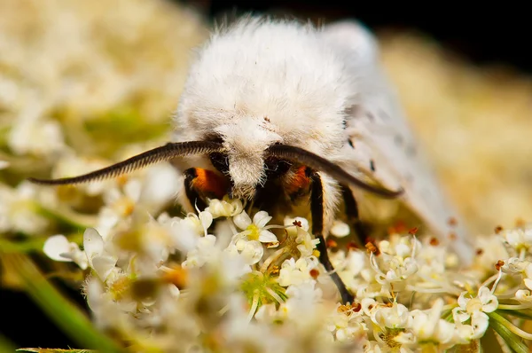 A moth on a flower — Stock Photo, Image