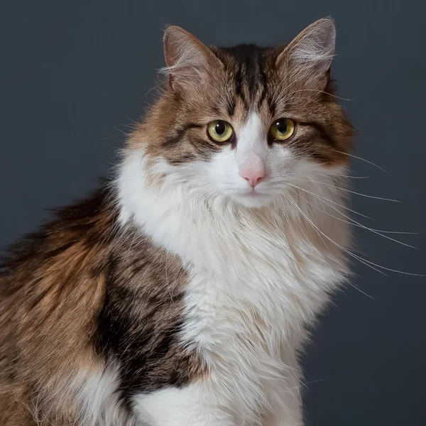 Porträtt av katt — Stockfoto