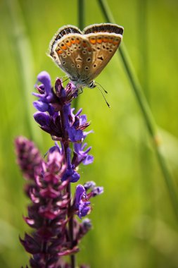 butterflys alanı