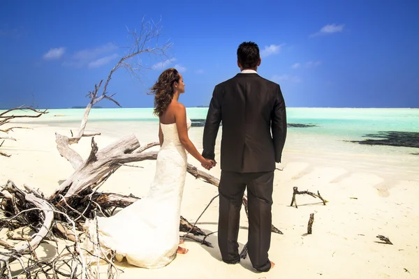 Νύφη και ο γαμπρός που θέτουν στην παραλία με το ξύλο που επιπλέει Εικόνα Αρχείου