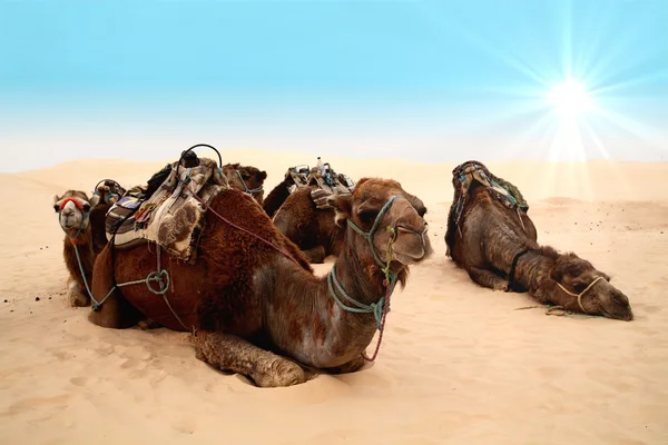 在撒哈拉沙漠中的骆驼 图库照片