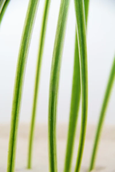 Tiro vertical de hierba verde — Foto de Stock