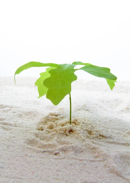 모래에서 자라는 나뭇가지. — 스톡 사진