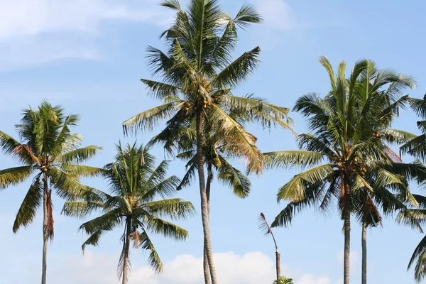 stock image Palm trees