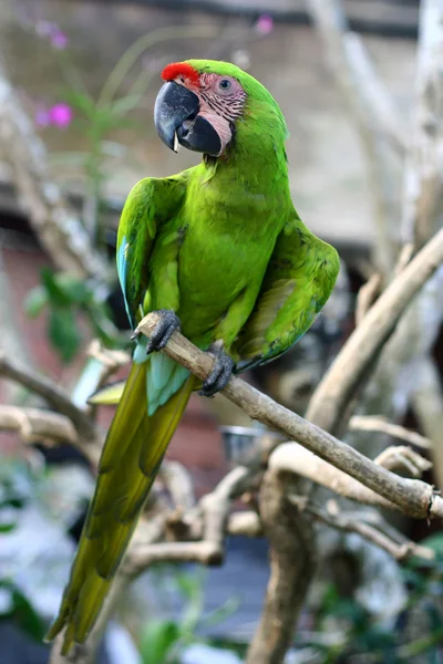 stock image Macaw parrot