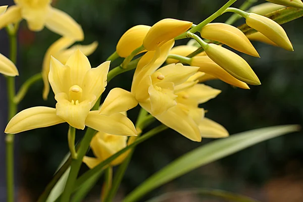 Orchidea, liliom — Stock Fotó