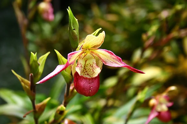 Stock image Orchid, lady's-slipper