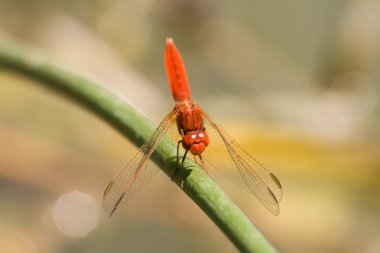 Dragonfly on a blade of grass clipart