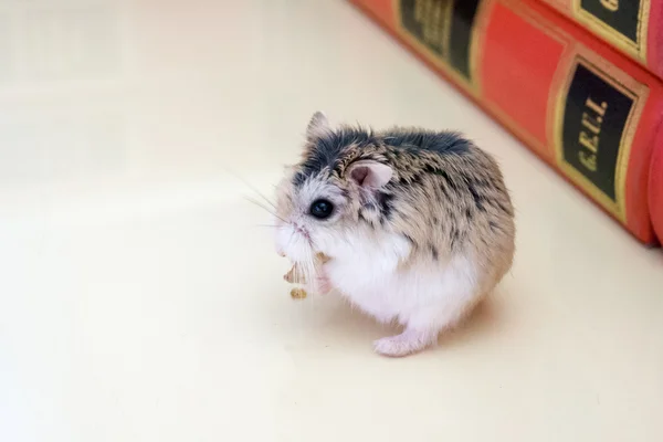 Un hamster cultivé — Photo