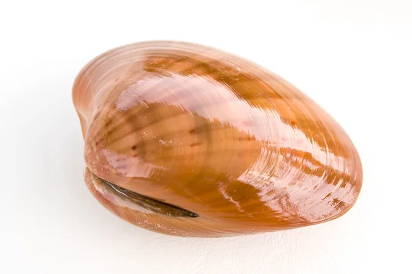 Tasty freshly caught clams — Stock Photo, Image