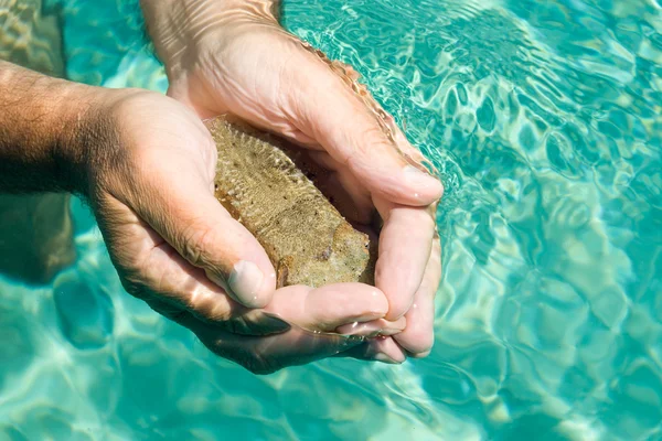 stock image Cuttlefish finds protection between my hands