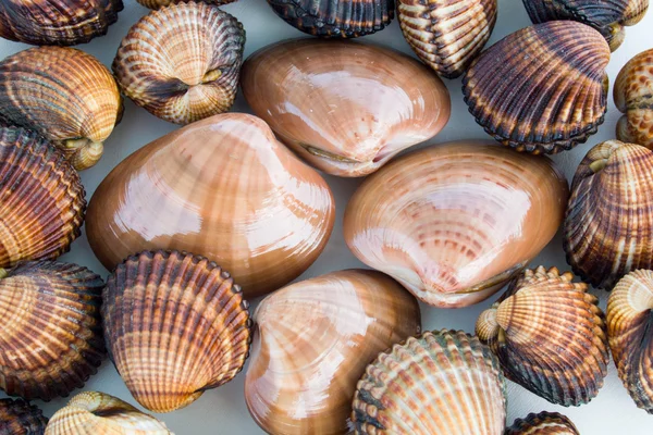 Leckere frisch gefangene Meeresfrüchte Stockfoto