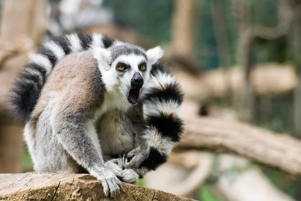 Adult specimen of Lemur inside Rome's Biopark — Stock Photo, Image