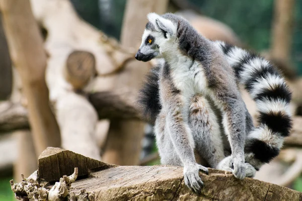 Esemplare adulto di Lemur nel Bioparco di Roma — Foto Stock
