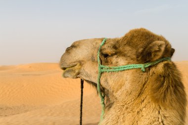 dromedary sahara çöl kumulları gözlemler