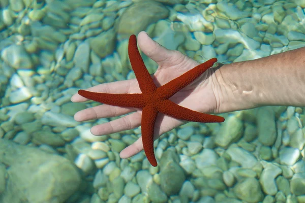 Une étoile de mer rouge avec un magnifique fond bleu de mer — Photo