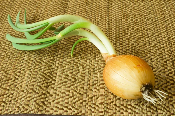 – onion. - Green onions. — Stock Photo, Image
