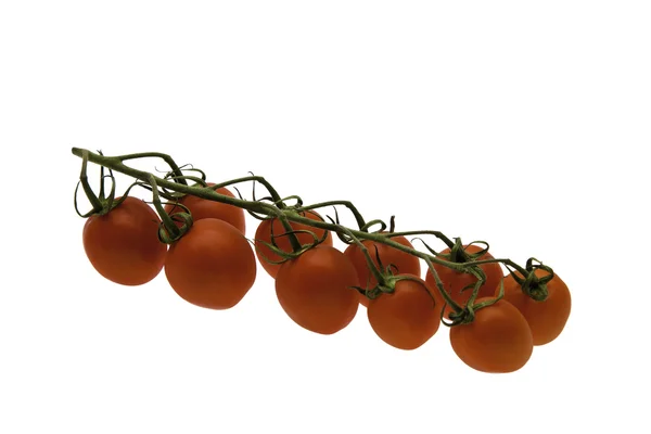 Pobočka malé rajče — Stock fotografie
