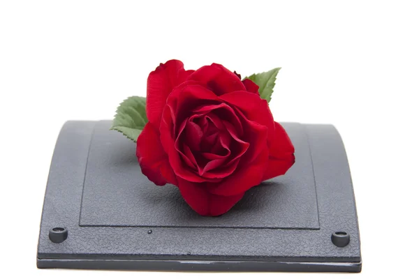 Κόκκινο τριαντάφυλλο σε μαύρο πιάτο — Φωτογραφία Αρχείου