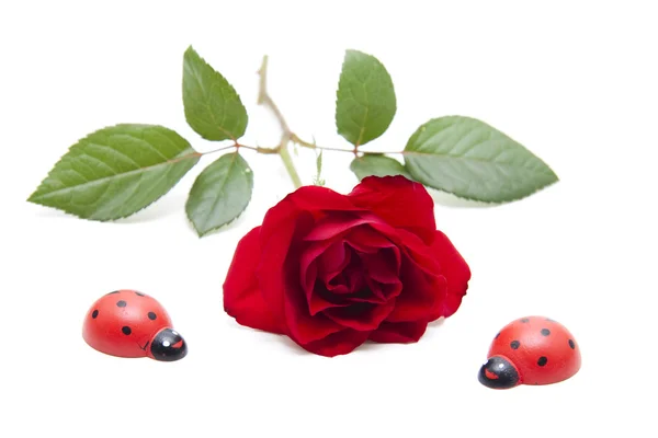 Rosa rossa con coccinella — Foto Stock