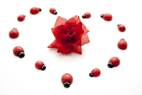 Rudá růže s Beruška — Stock fotografie