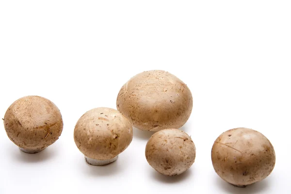갈색 원시 champignons — 스톡 사진