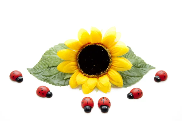 Sunflower with ladybug — Stock Photo, Image