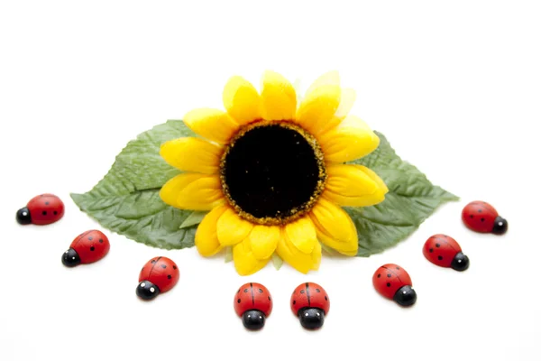 Sunflower with ladybug — Stock Photo, Image