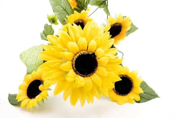 Sunflowers blossoms — Stock Photo, Image